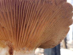 Neolentinus ponderosus