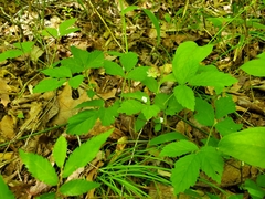 Rubus flagellaris