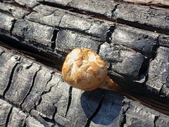 Neolentinus ponderosus