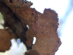 Lobaria anomala