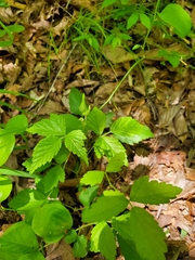 Rubus flagellaris