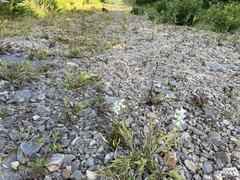 Spiranthes arcisepala