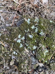 Lecanoromycetidae