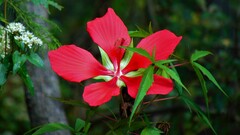 Hibiscus coccineus