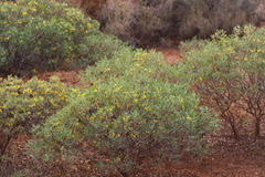 Senna artemisioides alicia