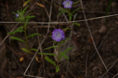Phacelia linearis