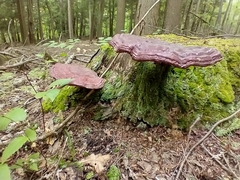 Ganoderma
