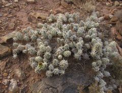 Grusonia clavata