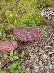 Ganoderma
