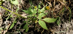 Bidens