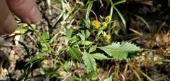 Bidens