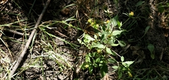 Bidens