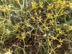 Bupleurum spinosum