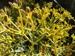 Bupleurum spinosum