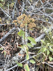 Spiraea betulifolia