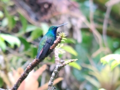 Anthracothorax nigricollis