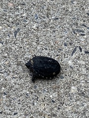 Kinosternon subrubrum subrubrum