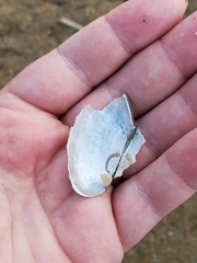 Utterbackia imbecillis