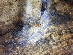 Loxosceles yucatana