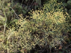 Bupleurum spinosum