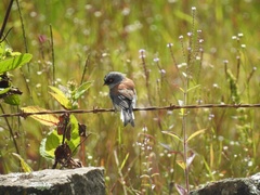 Junco phaeonotus