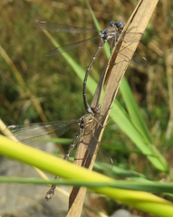 Archilestes californicus