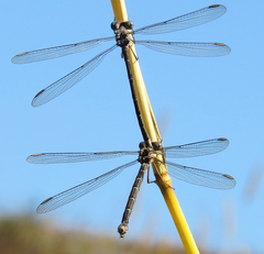 Archilestes californicus