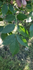 Fraxinus pennsylvanica