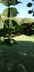 Fraxinus pennsylvanica