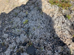 Stereocaulon saxatile