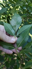 Fraxinus pennsylvanica
