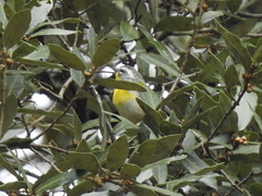 Oreothlypis superciliosa