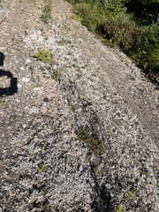 Stereocaulon saxatile