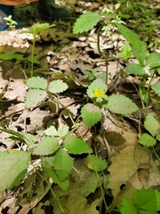 Potentilla indica