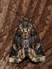 Homophoberia apicosa