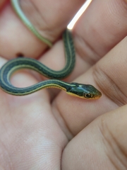 Thamnophis proximus rutiloris