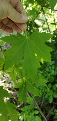 Acer saccharinum