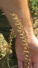 Oenothera rhombipetala