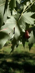 Acer saccharinum