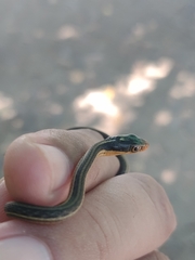 Thamnophis proximus rutiloris