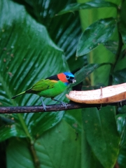 Tangara cyanocephala