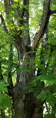 Acer saccharinum
