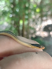 Thamnophis proximus rutiloris