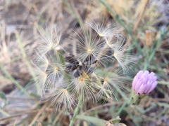 Lactuca tenerrima