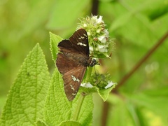 Apyrrothrix araxes