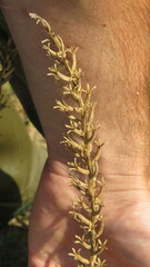 Oenothera rhombipetala