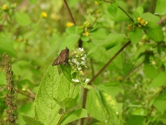 Apyrrothrix araxes