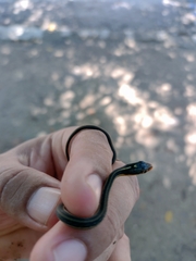 Thamnophis proximus rutiloris