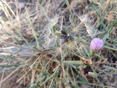 Lactuca tenerrima