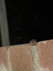 Limax maximus